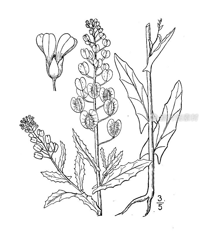 古植物学植物插图:Thlaspi arvense，田芥